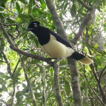 Marvelous bird in the Iguazu National park